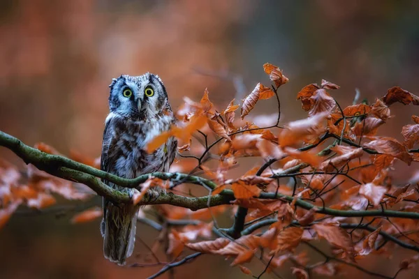 De langooruil, Asio otus, ook bekend als de Noordse langooruil — Stockfoto