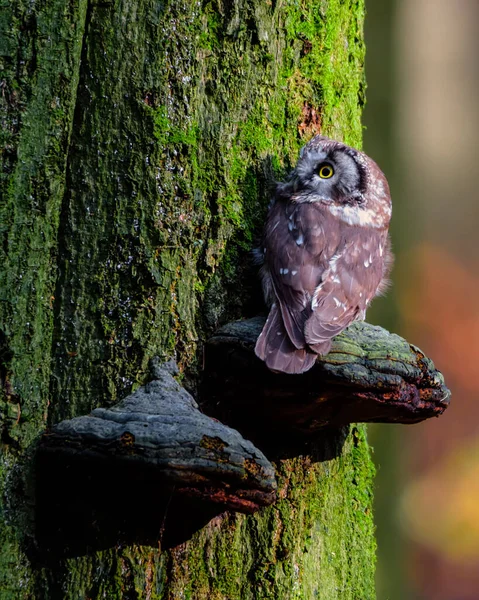 A coruja-de-orelhas-longas, Asio otus, também conhecida como a coruja-de-orelhas-longas-do-norte — Fotografia de Stock