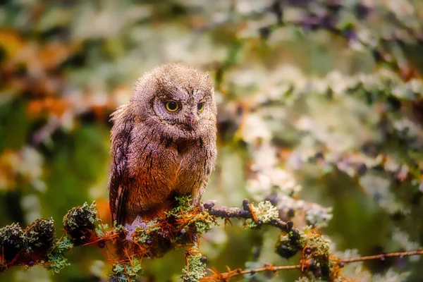 De uil van Euraziatische schelpen, Otusschelpen, uil van Europese schelpen in het bos — Stockfoto