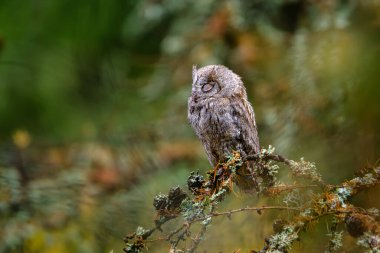 Avrasya baykuşu, Otus yılanı, Avrupa baykuşu gözleri kapalı