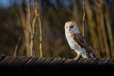 Ahır baykuşu, Tyto Alba, tahta bir çatıda oturuyor.