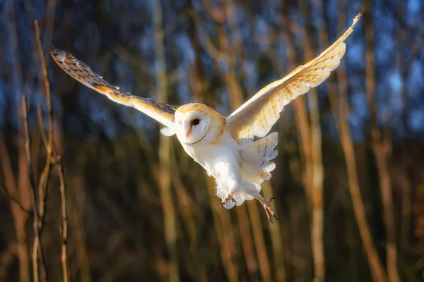 Ahırın baykuşu, Tyto Alba, gün batımında uçuyor.