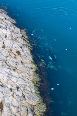 Grönland Ilulissat deniz balinası keporkak ve kuşlar