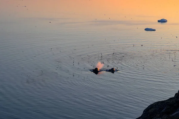 Grönland Ilulissat tenger 2 bálna keporkak és madarak — Stock Fotó