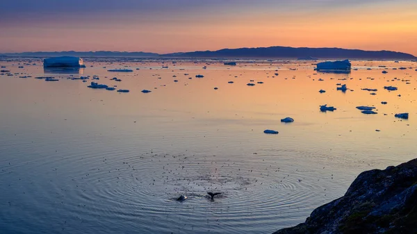 Grönland Ilulissat tenger 2 bálna keporkak és madarak — Stock Fotó