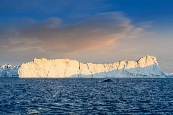 Drijvende gletsjers met walvis keporkak op poolnacht — Stockfoto