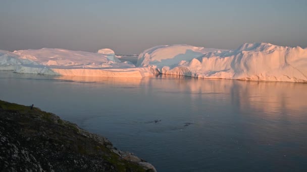 Groenlandse walvis die naar de oppervlakte komt en waterdamp blaast — Stockvideo