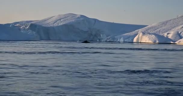 Ballenas flotantes en la bahía cerca de los grandes glaciares — Vídeo de stock