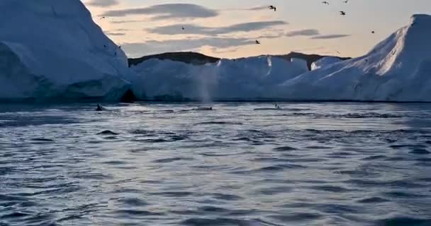 Ballenas flotantes en la bahía cerca de los grandes glaciares — Vídeo de stock