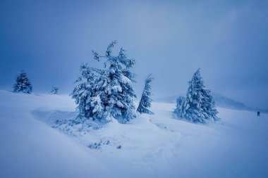 Donmuş ağaçlar ve bakir doğa. Kış durgun.