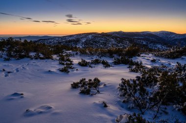 Gün doğmadan önce ağaçlar ve cüce çamı olan karlı bir yer.