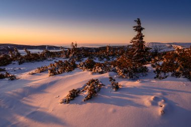 Gün doğmadan önce ağaçlar ve cüce çamı olan karlı bir yer.