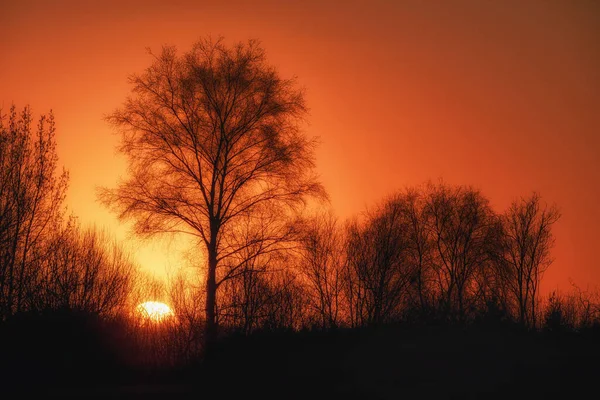 Оранжевый закат на фоне деревьев — стоковое фото