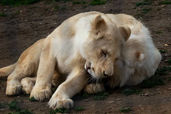 Dos leones blancos están jugando y mostrando amor —  Fotos de Stock