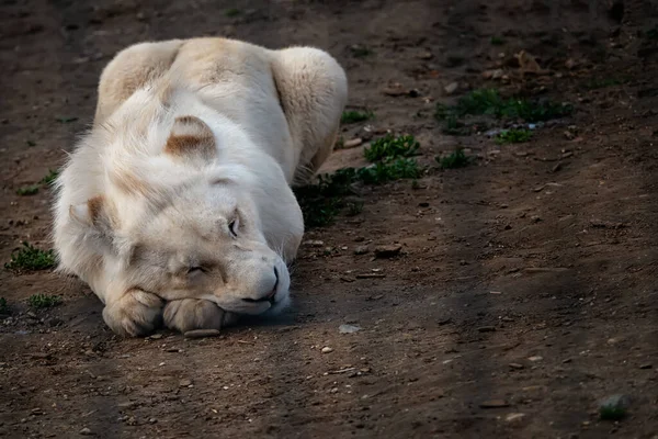 Белый лев лежит на земле и сладко спит — стоковое фото