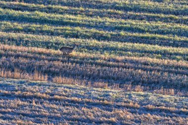 Sonbaharda Slovakya 'da bir balondan otlanan geyik manzarası