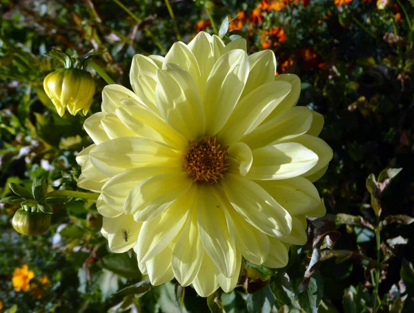 夏日花园里长着美丽的黄色花朵 — 图库照片