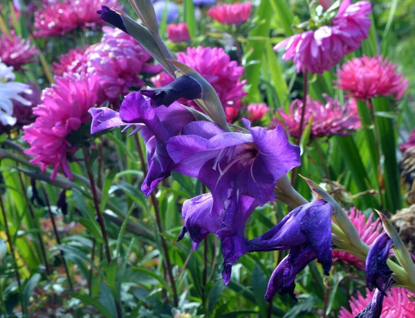 Beautiful Gladioli Grow Garden Summer Day — Stock Photo, Image
