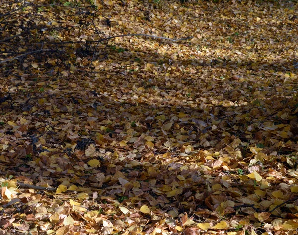 Beautiful Yellow Autumn Leaves Lie Ground — Stock Photo, Image