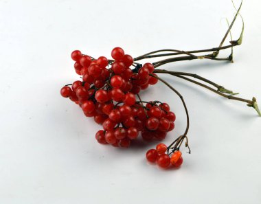 Taze kırmızı viburum beyaz arka planda yatar