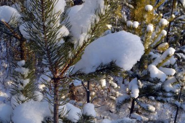 Beyaz kar, kışın ormanda bir çam dalına uzanıyor.