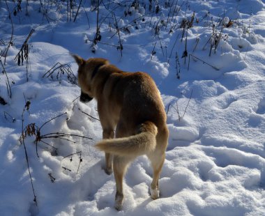 Güzel açık renkli köpek kışın ormanda yürür.