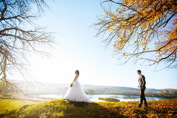 Magnifique photo du couple marié dans le bois — Photo