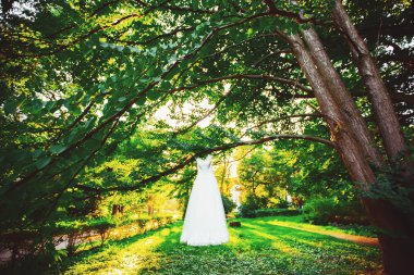 Gelinlik parkta bir ağaç üzerinde