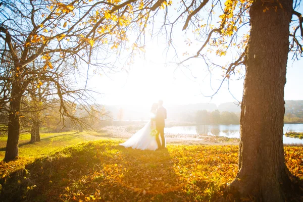 Eski ağaç günbatımı Park yakınındaki poz güzel yeni evliler — Stok fotoğraf