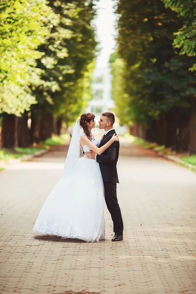 La pareja recién casada besándose en el callejón en el parque — Foto de Stock