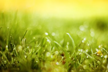 yumuşak yeşil çim arka plan bulanıklık