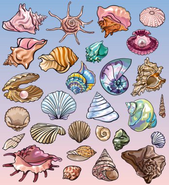 Set of vector illustrations of ocean underwater wildlife: various nacre molluscs, shells and mother of pearl from the beach. Summer vacations or cruise mood. Colorful hand drawings for custom design, print, stickers. clipart
