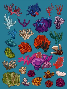 Set of vector illustrations of ocean underwater wildlife and flora: various colorful waterplants, corals, sponges. Summer vacations or cruise mood, bright colors. Hand drawings for custom design, print, stickers. clipart