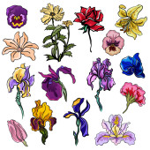 14 rajzból álló készlet európai kerti virágokról: írisz; ibolya, liliom; orchidea. Gyűjteménye színes vektor állomány illusztrációk, elszigetelt fehér alapon, egyéni tervezés és nyomtatás.