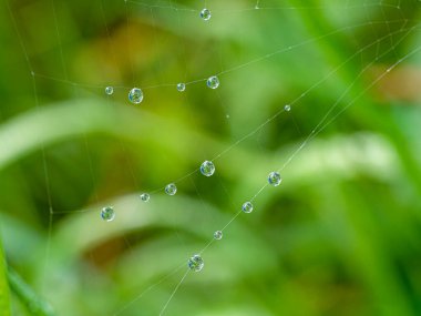 Örümceklerin ağındaki küçük çiy damlaları