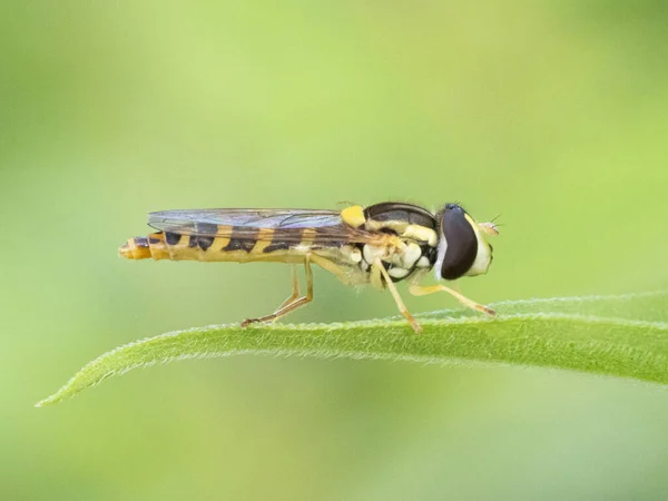 Insekt Syrphidae Auf Dem Blatt — Stockfoto