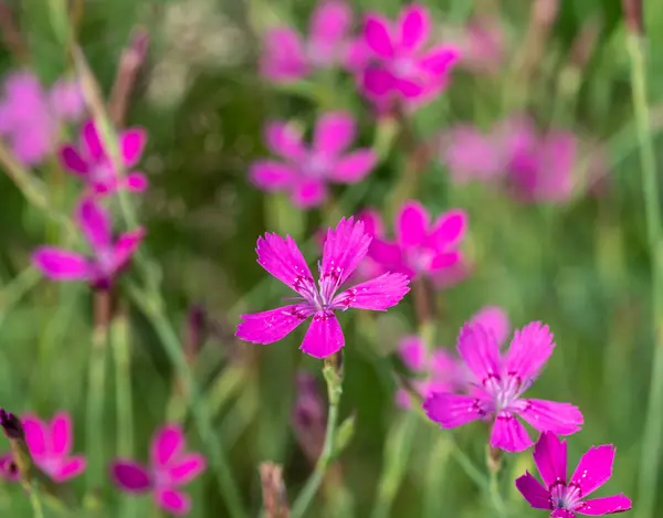 绿色草地上的小粉红丁香 — 图库照片