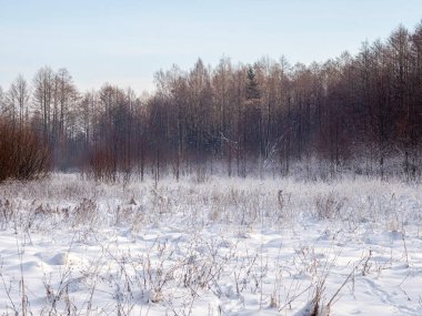 Bialowieza İlkel Ormanı 'nda bir açıklık