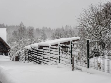 Bialowieza ilkel ormanlarının kış manzarası