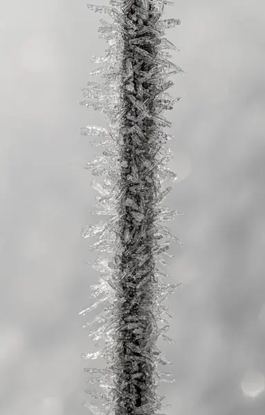 草の霜降り刃 — ストック写真
