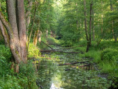 Bialowieza İlkel Ormanı 'ndaki Lutownia nehri üzerindeki köprü.