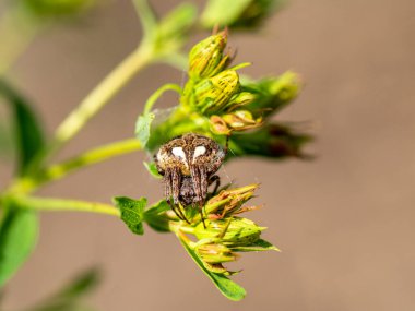 Güneş ışınlarında küçük bir örümcek