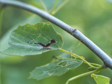 Yeşil yapraklı kelebek larvası