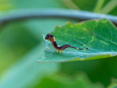 Yazın yeşil yapraklı kelebek larvası