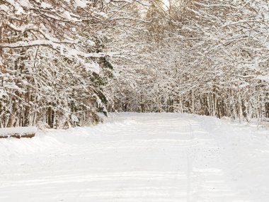 Bialowieza 'ya giden kış yolu.