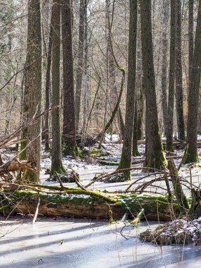 Bialowieza İlkel Ormanı 'ndaki Bataklık Ormanı