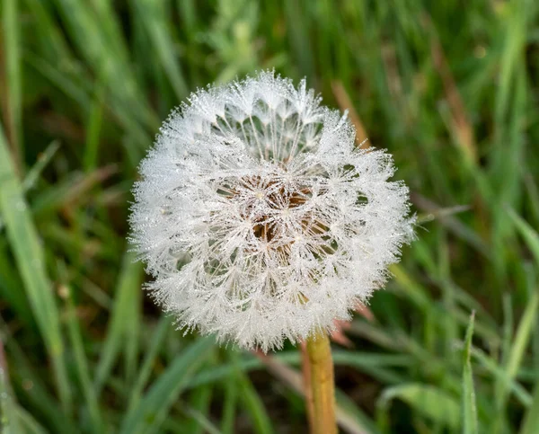 Una Flor Diente León Calada Prado Primavera — Foto de Stock