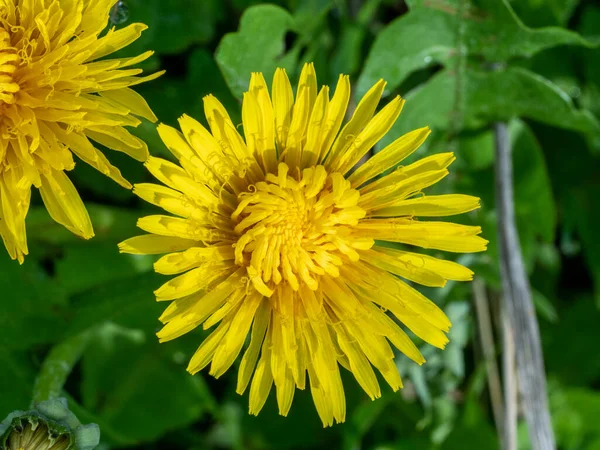 Fleurs Jaunes Dans Prairie Été — Photo