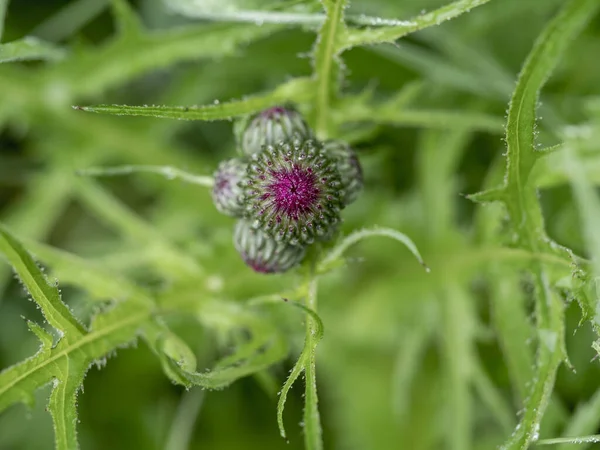 Een Distelknop Verborgen Het Gras — Stockfoto