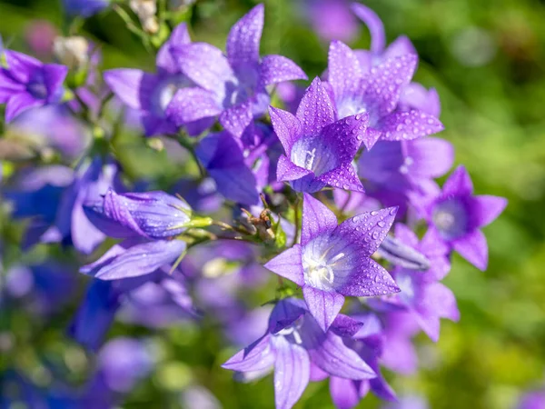 Purple Campanula Summer Meadow — Stock Photo, Image